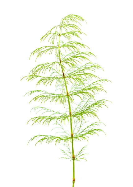 Horsetail plant — Stock Photo, Image