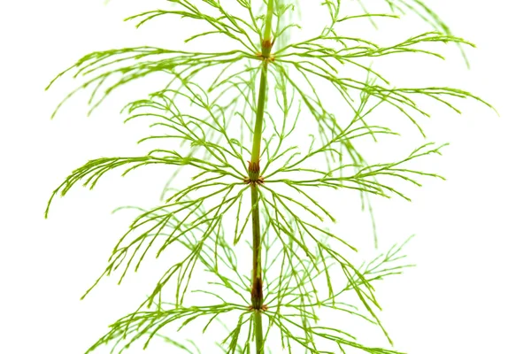 Horsetail plant — Stock Photo, Image