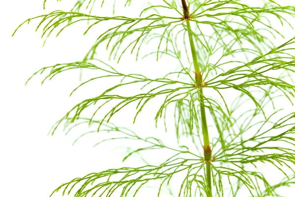 Horsetail plant — Stock Photo, Image