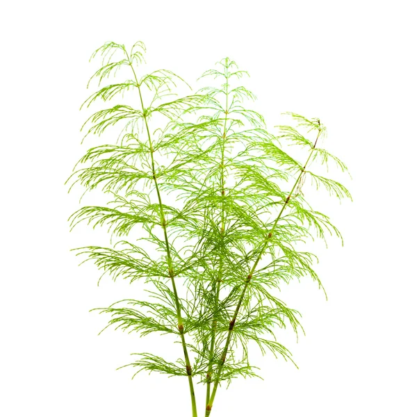 Horsetail plant — Stock Photo, Image