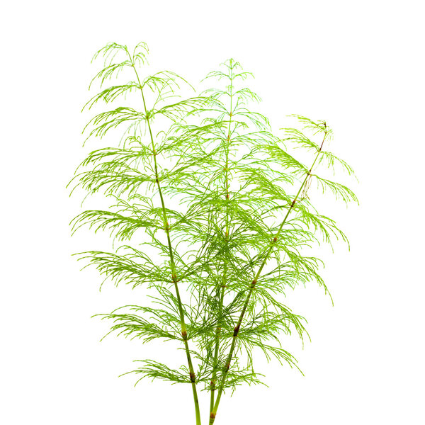 horsetail plant