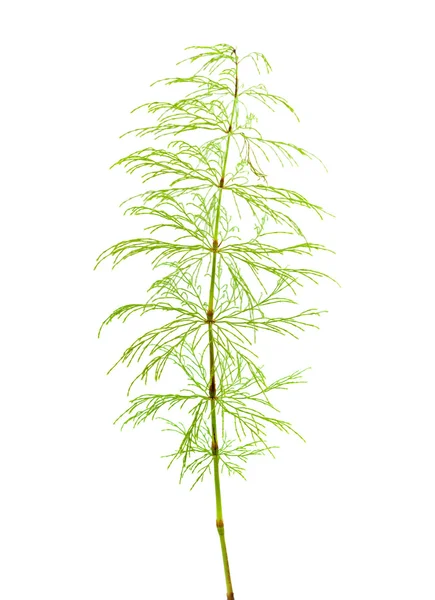 Horsetail plant — Stock Image Horsetail plant Stock Picture