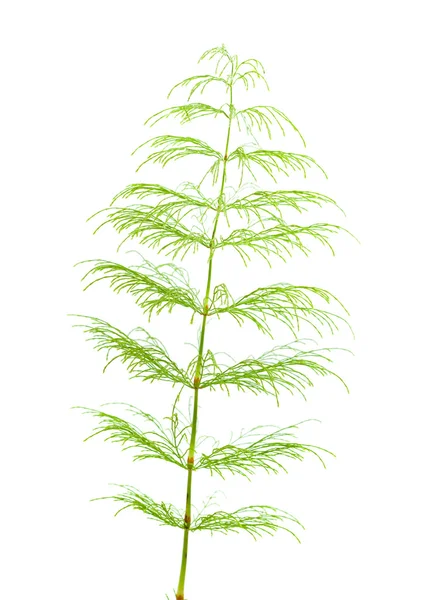 Horsetail plant — Stock Image Horsetail plant Stock Image