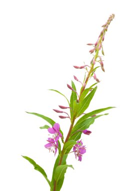 Fireweed