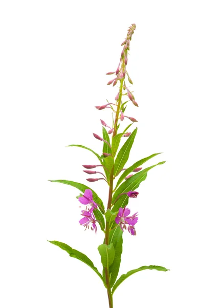 Fireweed — Stock Fotó