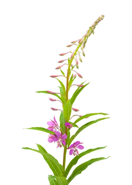 Fireweed — Stock Fotó