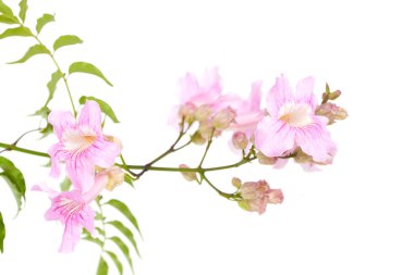 pembe tekoma çiçek