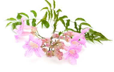 pembe tekoma çiçek