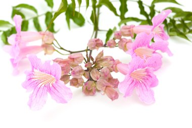 pembe tekoma çiçek