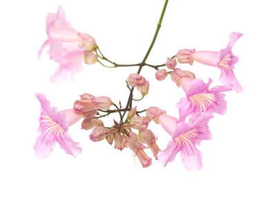 pembe tekoma çiçek