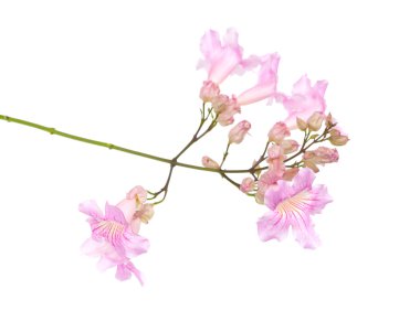 pembe tekoma çiçek