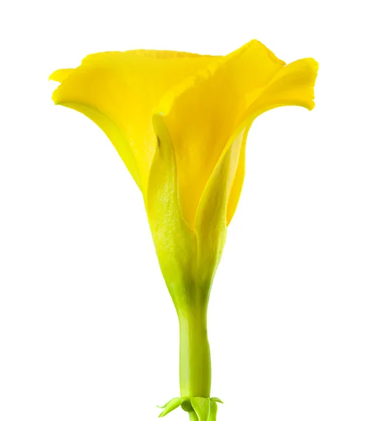 Желтый олеандр — стоковое фото