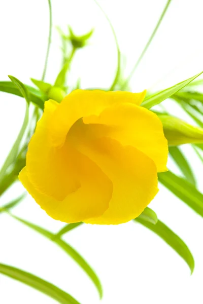 Yellow oleander — Stock Photo, Image