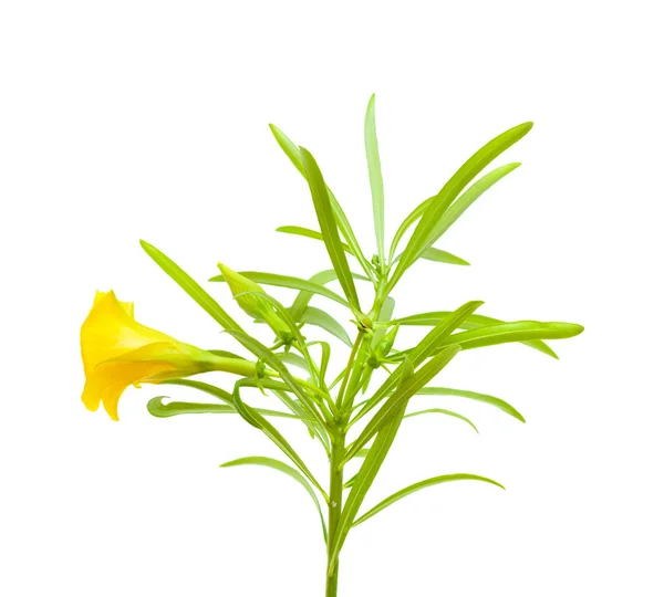 Żółty oleander — Zdjęcie stockowe