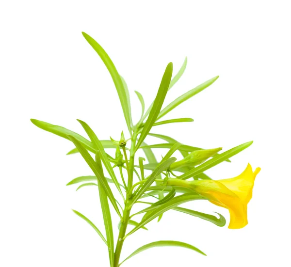 Sárga oleander — Stock Fotó