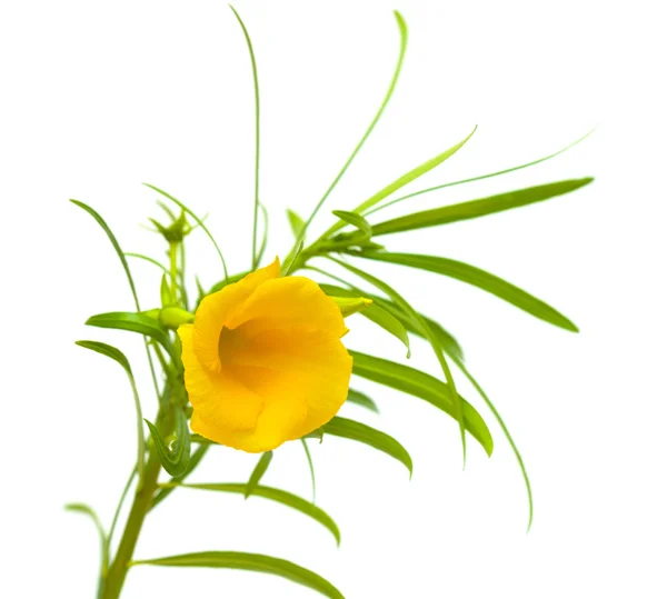 Sárga oleander — Stock Fotó