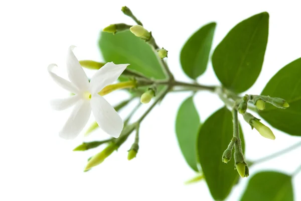 Jasmine — Stock Photo, Image