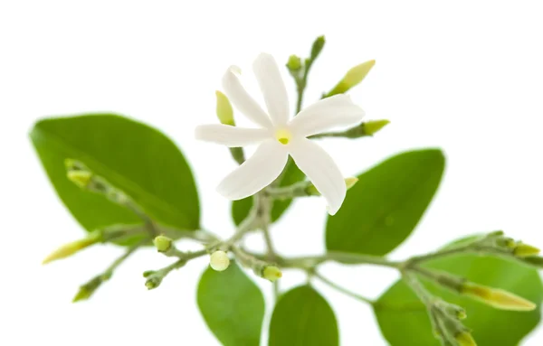 Jasmine — Stock Photo, Image