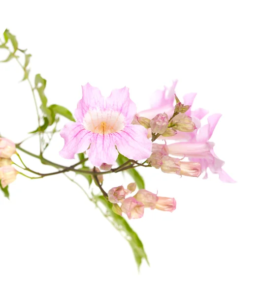 Rosa tekoma blommor — Stockfoto