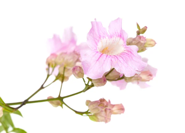 ピンクの tekoma の花 — ストック写真