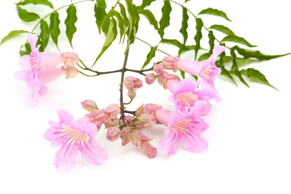 ピンクの tekoma の花 — ストック写真