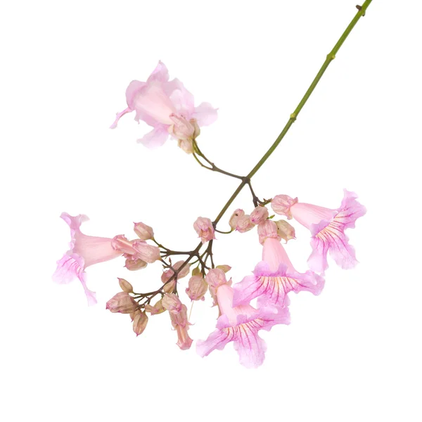 Květy růžové tekoma — Stock fotografie
