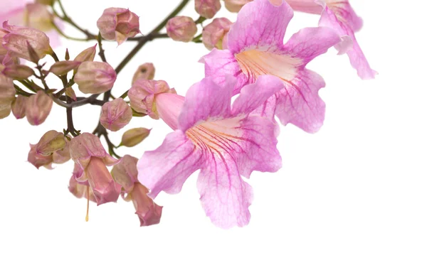 Pink tekoma flowers — Stock Photo, Image