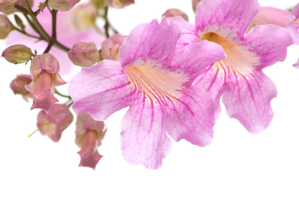 Pink tekoma flowers — Stock Photo, Image