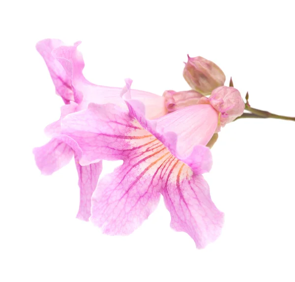 Flores de tekoma rosa —  Fotos de Stock