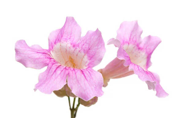 Kwiaty różowe tekoma — Zdjęcie stockowe