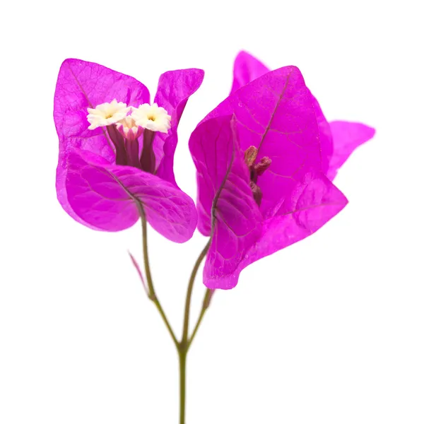 picture Bugambilia Sin Flores fotos de veranera de stock veranera