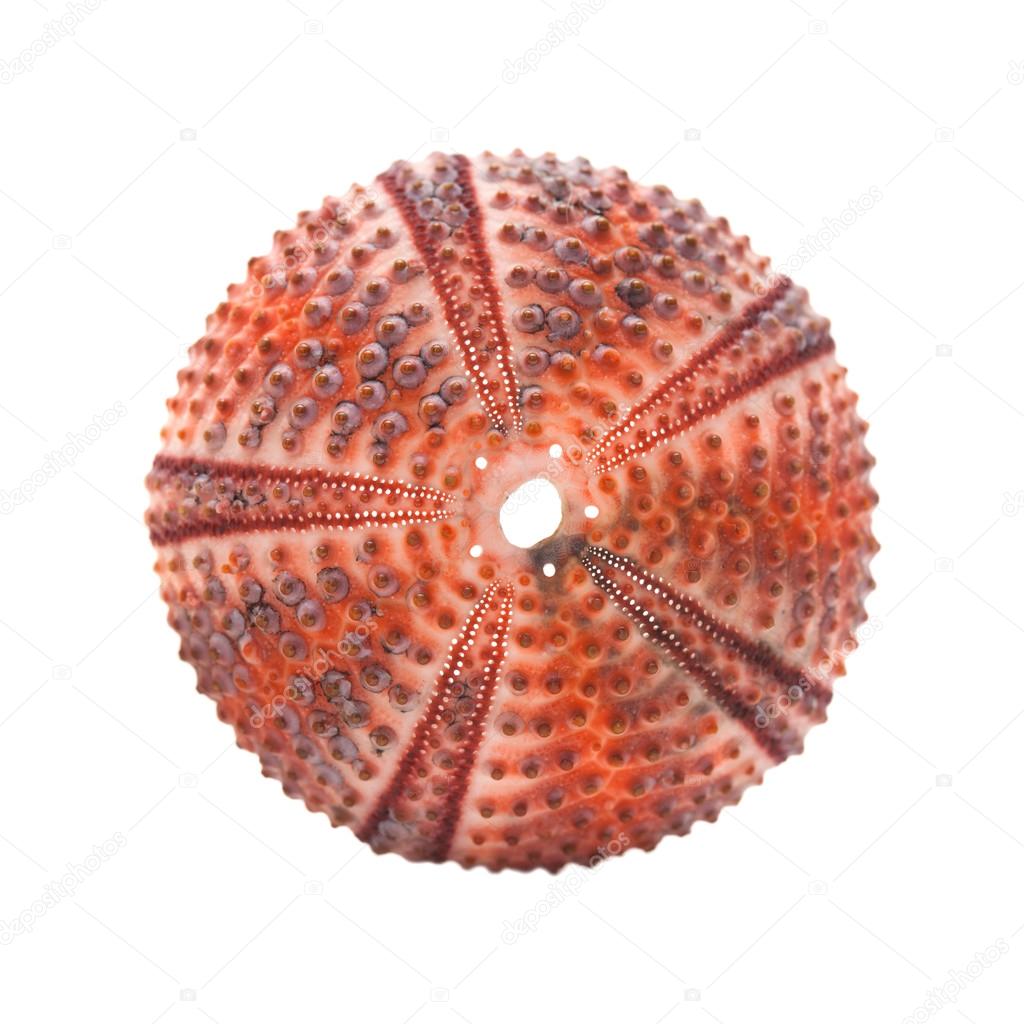 sea urchin skeleton