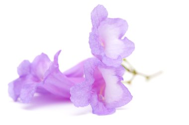 izole jakaranda çiçekler