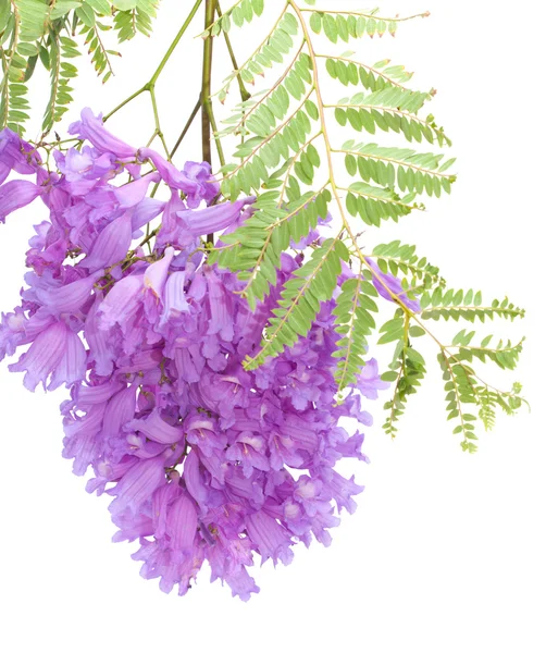 Jacaranda flores isoladas — Fotografia de Stock