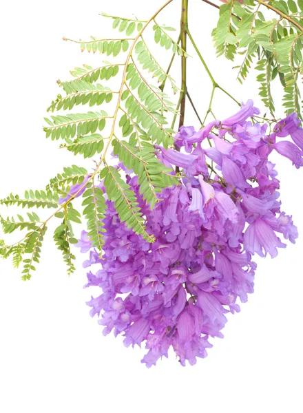 Jacaranda flores isoladas — Fotografia de Stock