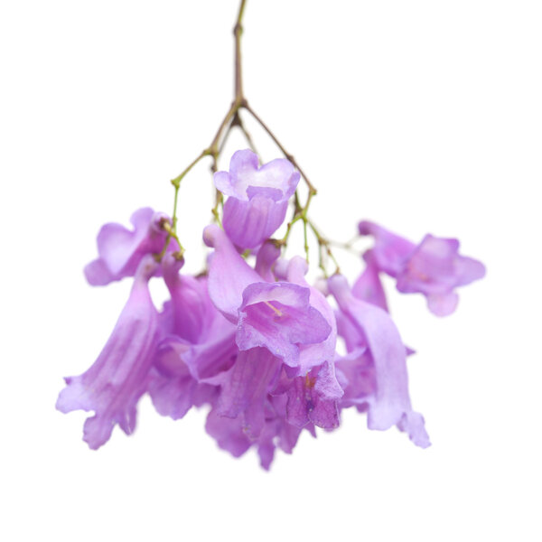 Jacaranda flowers isolated
