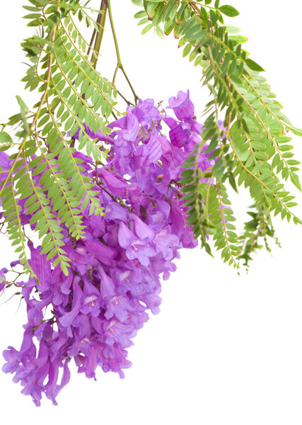 Jacaranda flowers isolated