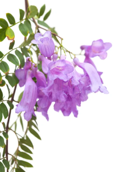 Fiori di Jacaranda isolati — Foto Stock