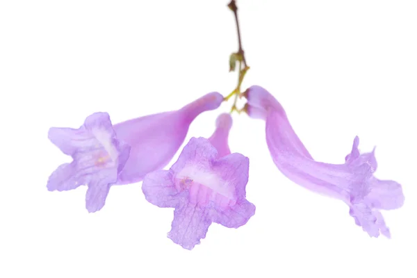 Jacaranda flowers isolated — Stock Photo, Image