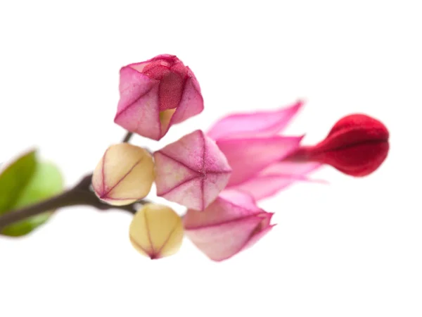 Clerodendrum thomsoniae — Stockfoto