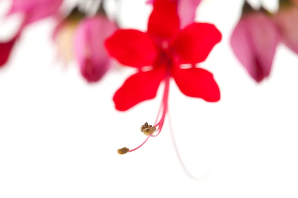 Clerodendrum thomsoniae — Stockfoto