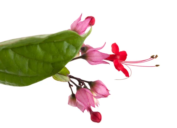 Clerodendrum thomsoniae — Stock Photo, Image