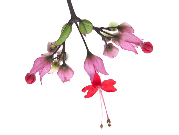 Clerodendrum thomsoniae — Zdjęcie stockowe