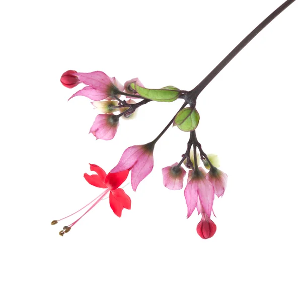 Clerodendrum thomsoniae — Zdjęcie stockowe