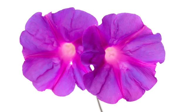 Пурпурно-голубая утренняя слава — стоковое фото