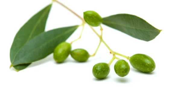 Forming olives — Stock Photo, Image