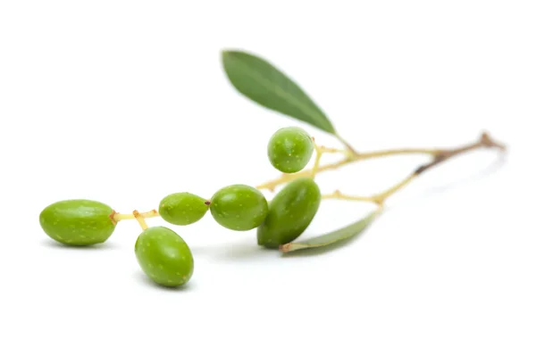 Formant des olives — Photo