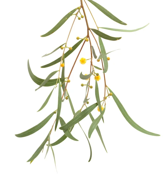 Acacia twig isolated on white — Stock Photo, Image
