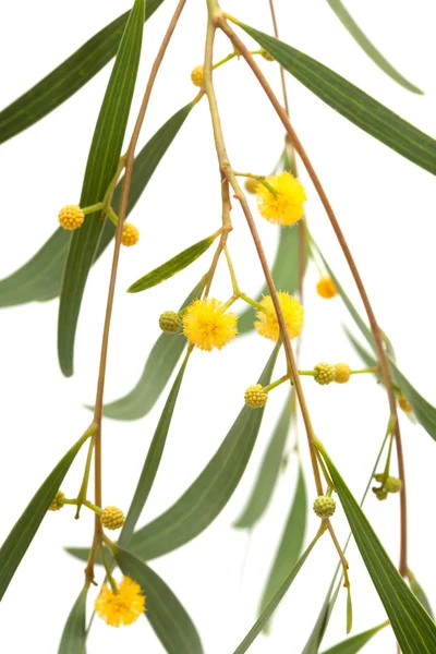 Acacia twig isolated on white — Stock Photo, Image