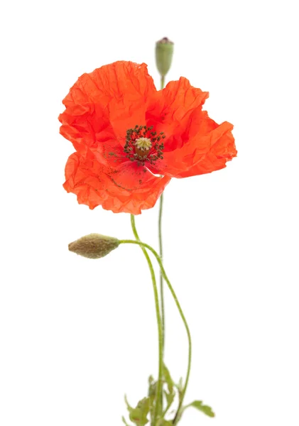 Mohn — Stockfoto